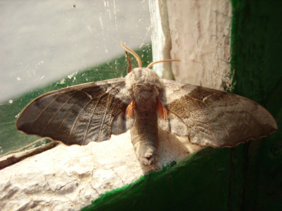 Ночная бабочка прилетела с большими дойками