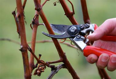 Как укрыть виноград на зиму: сроки, особенности и технология