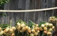 Как вырастить крупные луковицы репчатого лука?