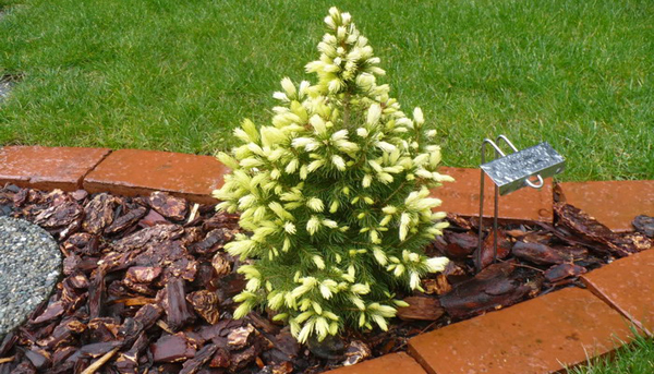 Picea Abies Little Santa FloraSelf/ Molid in ghiveci, h cm, CO 5 L pret mic la HORNBACH