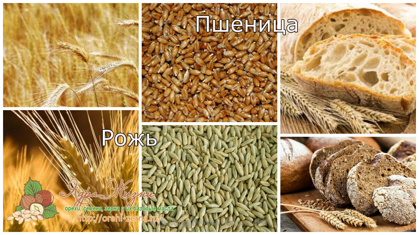Колос ржи и пшеницы отличия фото