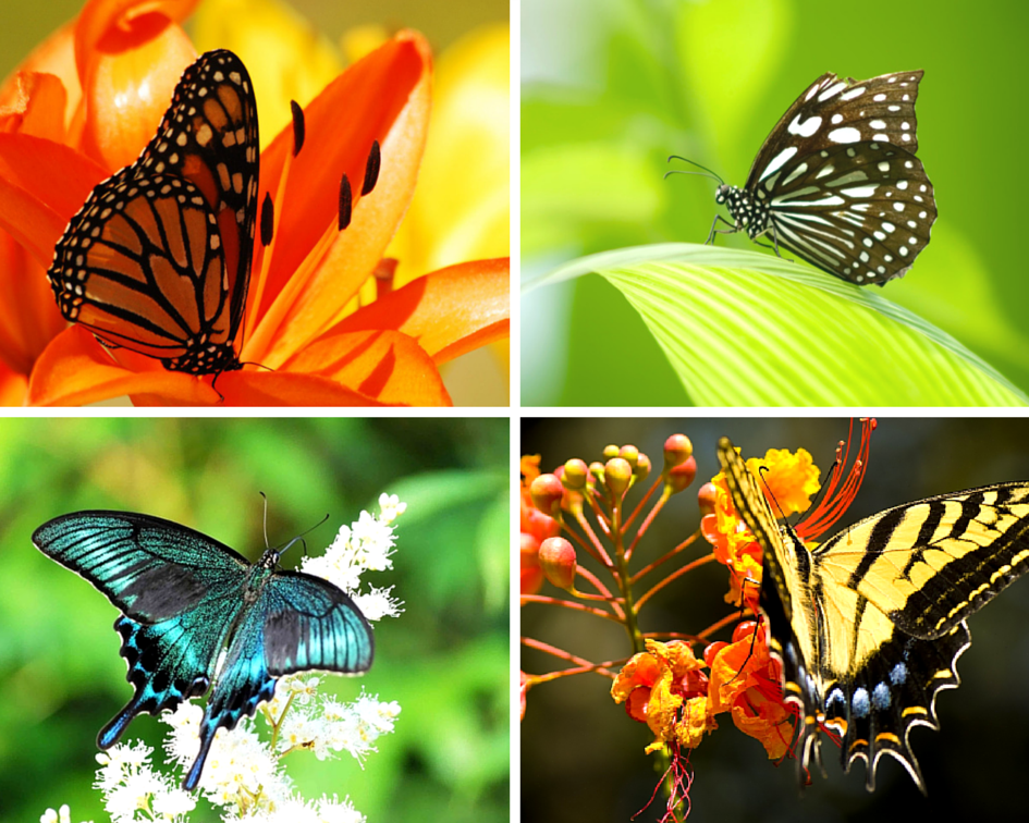 Разнообразие бабочек. Много бабочек разных видов. Разные бабочки. Несколько видов бабочек.