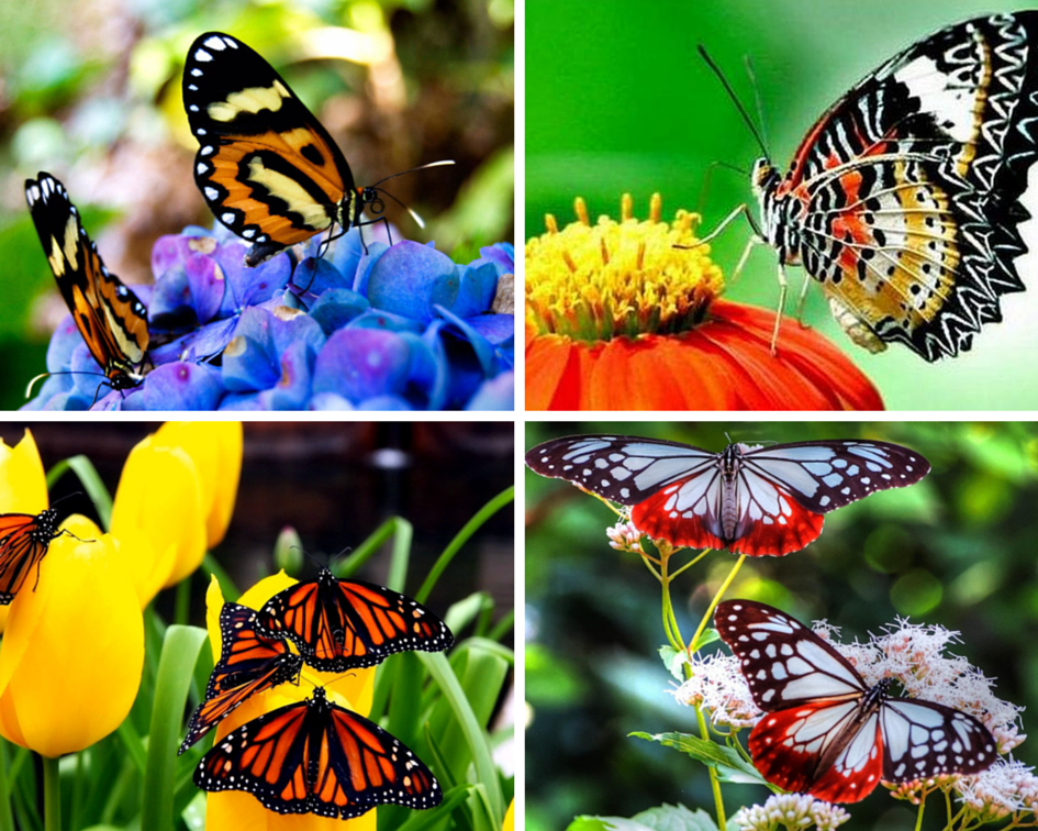 День изучения бабочки. Разнообразие бабочек. Название бабочек. Много видов бабочек. Название цветов и бабочек.
