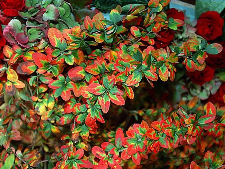 Кусты с цветными листьями для сада фото и названия