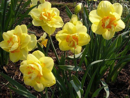 Que Bulbos De Flores Florecen En Primavera Tipos Comunes De