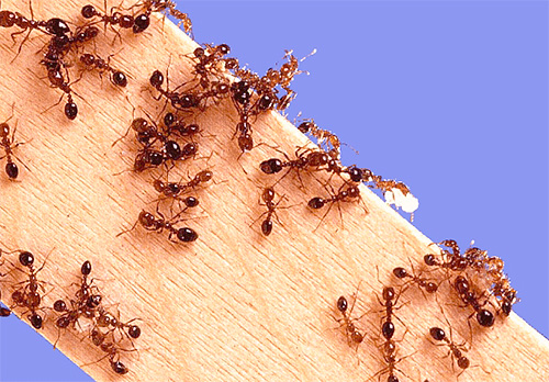 أسباب ظهور النمل في المنزل النمل في المنزل كيفية التخلص منه ومنع المزيد من الغزو أحضرت النمل بنفسك
