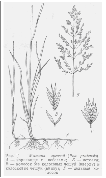 Мятлик луговой тип корневой системы. Мятлик Луговой плод. Мятлик Луговой строение. Мятлик Луговой корень. Мятлик Луговой признаки.