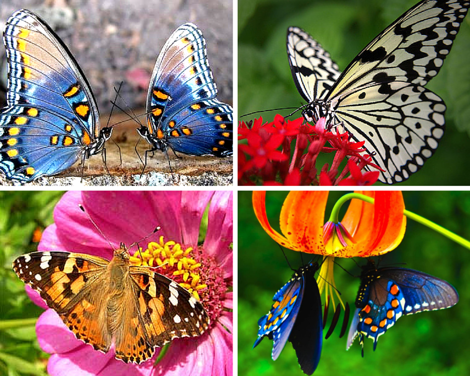 Разнообразие бабочек. Разные бабочки. Разноцветные бабочки в природе. Множество видов бабочек.