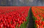 Las variedades de tulipanes más bellas ¿Qué variedades de tulipanes son mejores para el jardín?