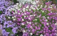 Ageratum: growing from seeds at home