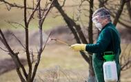 How to treat apple trees in spring against pests and diseases, video, photo