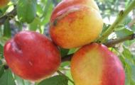 Персик - полное описание фрукта с фото Лечебные свойства персика или персик -антидепрессант