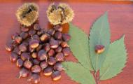 Chestnut tree, landing and care