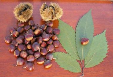 Chestnut tree, planting and care