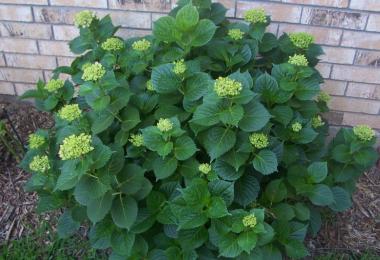 Why did large-leaved hydrangea stop blooming?