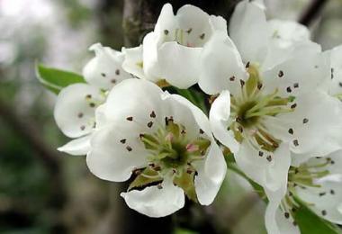 Fruit trees: common pear Contraindications and side effects