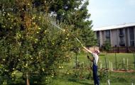We determine when spraying apple trees from pests without harm to harvest