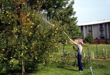 Deciding when to spray apple trees against pests without harming the crop