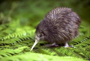 Kiwi: growing at home