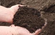 Loamy soil: properties, advantages, disadvantages, plants