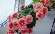 Begonia elatior care at home after purchase and flowering How to care for begonia elatior
