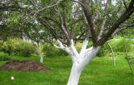 Spring treatment of apple trees from pests and diseases