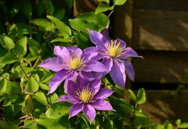 How to cover clematis for the winter: everything about preparation, pruning and proper shelter