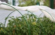 Выращивание рассады в открытом грунте под пленкой Как правильно выращивать помидоры под пленкой