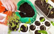 Безопасная защита растений от болезней и вредителей в июле и августе Лунный календарь на апрель для капусты