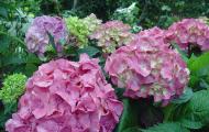 Why doesn't hydrangea bloom, but only produce foliage?