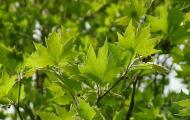 Sycamore tree: cultivation and propagation by seeds, description of the fruit. Is it possible to plant a sycamore tree in a garden?