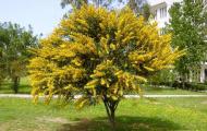 Acacia Yellow: Descrizione, applicazione in medicina folk