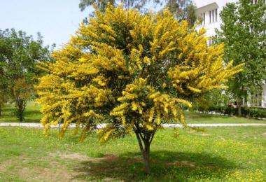 Yellow acacia: description, use in folk medicine