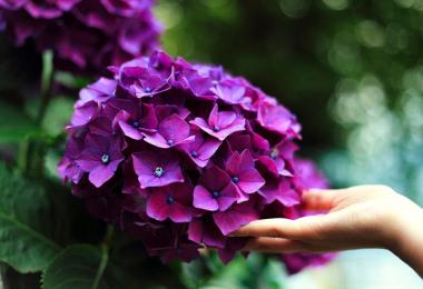 Razones por las que la hortensia no florece y cómo eliminarlas