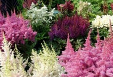 Preparing astilbe for the winter, pruning and covering