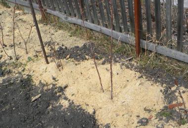 Cum să menținem umiditatea solului în timpul secetei?