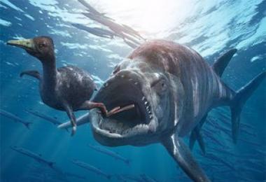 Види акул.  Фото, опис.  Цікаві факти про акули для дітей Акула дитяча енциклопедія читати онлайн