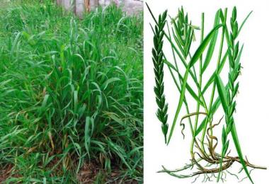 Iarbă de grâu târâtoare - proprietăți medicinale, utilizare în medicina populară, contraindicații