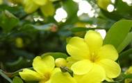 ¿Qué son las plantas perennes amarillas: tipos y variedades de plantas, descripciones y fotografías con nombres?