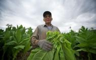 Курильний тютюн: вирощування з насіння, збирання та зберігання Як виростити махорку на городі