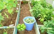 Compatibility of tomatoes with other plants in the same greenhouse