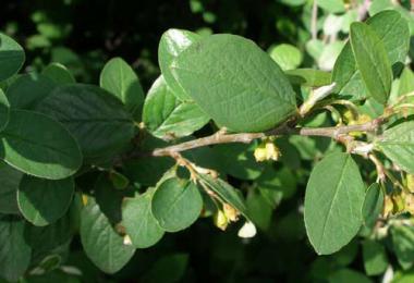 Common cotoneaster: decorative properties and practical use