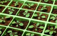 Petunia: sadnice, hranjenje, kako rasti kod kuće i tla