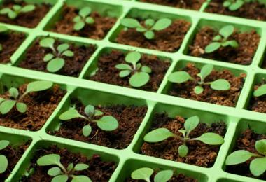 Petunias: seedlings, feeding, how to grow at home and in soil
