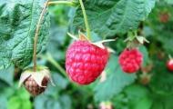 Why do raspberry stems and berries dry out?