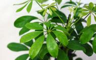 Schefflera (umbrella tree): home care, growing, propagation, planting, transplanting, pruning, types, photo of the plant