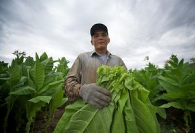 Tabaco para fumar: cultivo a partir de semillas, recolección y almacenamiento Cómo cultivar pelusa en el jardín