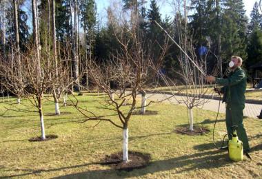 Obrada stabala jabuke u proljeće: pravila i izbor proizvoda