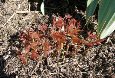 Astilbe planting and care in autumn, shelter for the winter