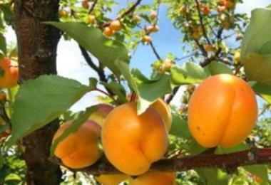 How to cure damage to the bark of fruit trees